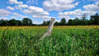 Weideswiesen-Oberwald Nature Reserve